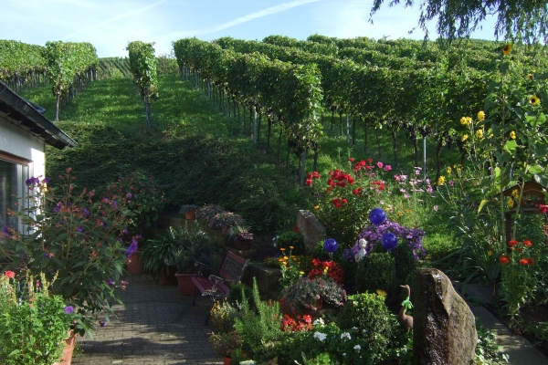 Pension am Weinberg